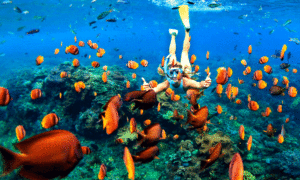 Yuk Ke Pulau Rubiah Sabang Menikmati Indahnya Alam Bawah Laut
